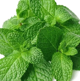 Spearmint & Wintergreen Leaf Oils